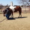 4 D Horsemanship gallery