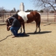 4 D Horsemanship