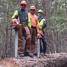 Nestor Hernandez Tree Care