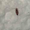 Lice Clinics of America - Buffalo - Operated by Naughty Nits gallery