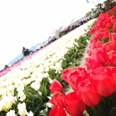 Skagit Valley Tulip Festival - Tourist Information & Attractions