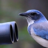 Los Gatos Bird Watcher gallery