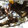 B&D Tree Service gallery