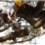 B&D Tree Service