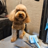 AZ Precision Pet LLC gallery
