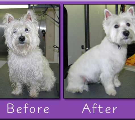 Denise's Doggie Do's Mobile Pet Grooming - Ankeny, IA