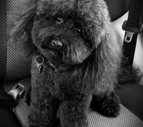 Doggy Wellness Esperance - Esperance, WA. How my gorgeous pup usually looks when professionally groomed!