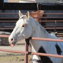 Shiloh Farms - Horse Boarding