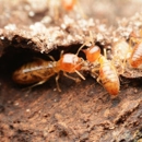 Optimum Pest Control - Insecticides