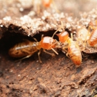 Optimum Pest Control