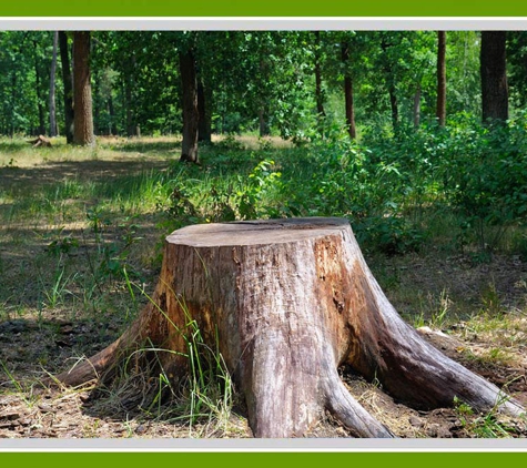 Walton's Tree Care Services. After Removing A Tree, Walton's Will Grind Down Any Remaining Stumps