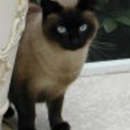 Access Mobile Veterinary Service - Veterinarians