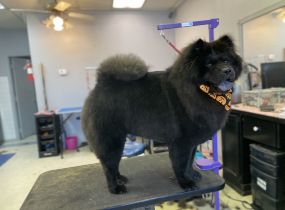 A Dog's Day of Beauty - Dundalk, MD. Groomed by Amanda