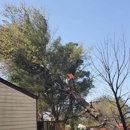 Crossin's Tree Service & Landscaping - Tree Service