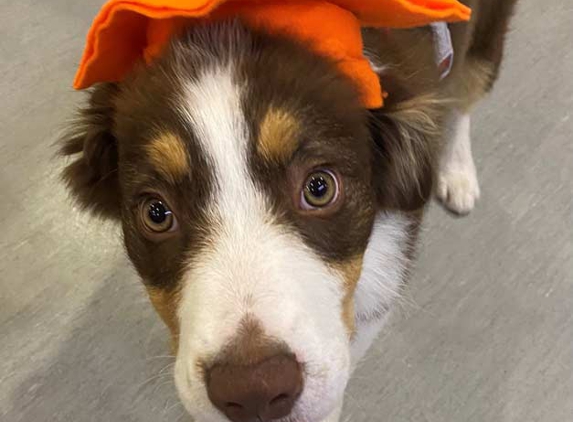 Orange Veterinary Hospital - Orange, NSW