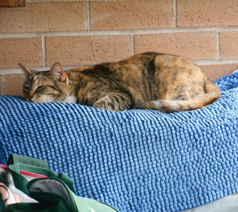 Dr Heidi's Mobile Veterinary Service - Bundaberg, QLD. Miss Chievious