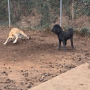 Kritter Keepers Club - Pet Training