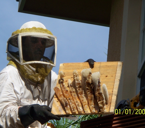 Affordable Bee Removal Service - Fort Pierce, FL