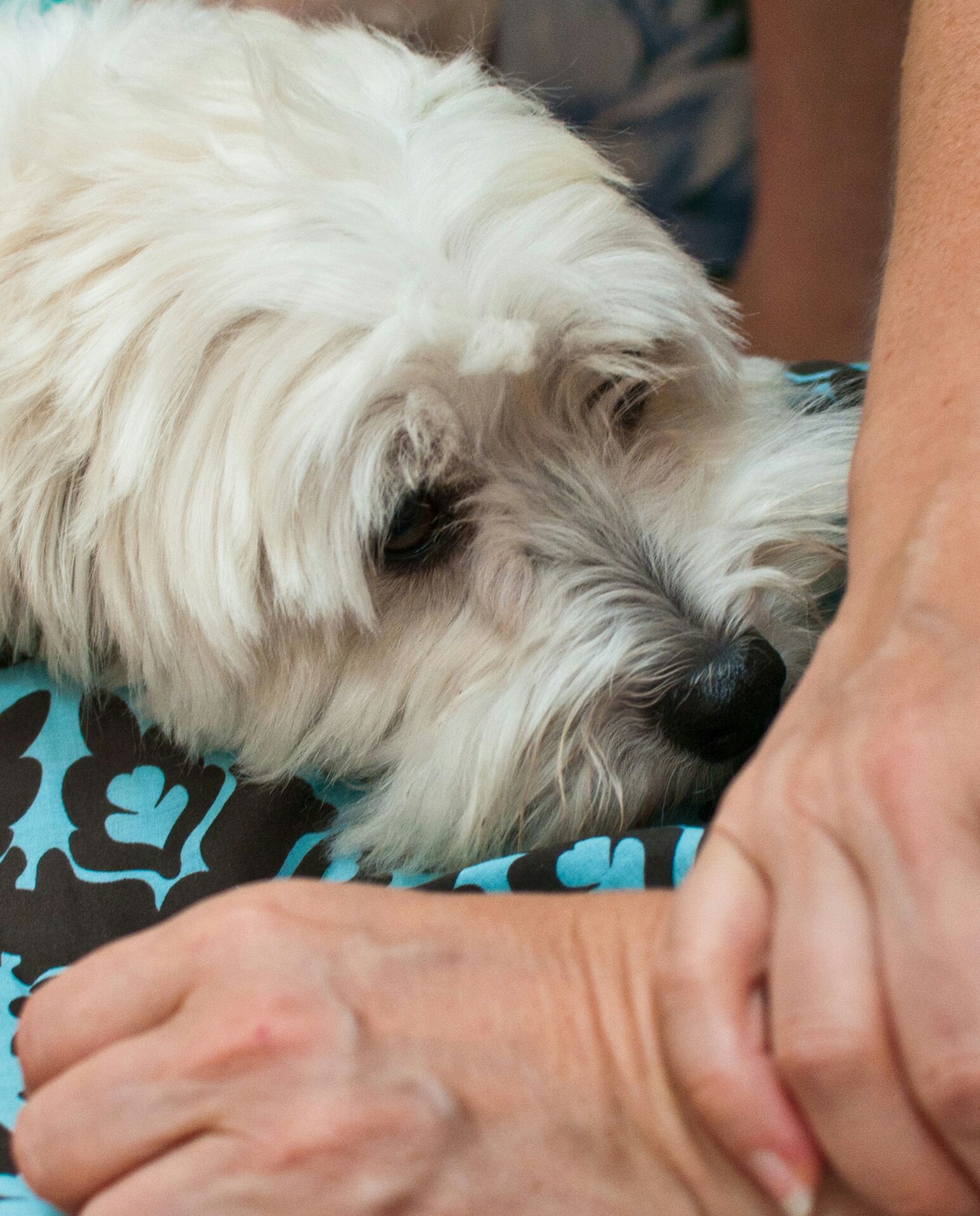 Fuzzy Friends Pet Food Pantry A Ministry Of St Anne S Episcopal