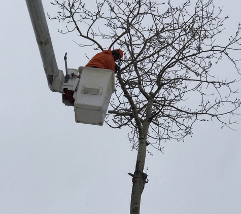 Apple Valley Tree Service - La Fayette, NY