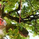 Sanchez Tree Service - Tree Service