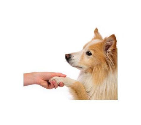Pets Eternal Pet Memorial Services - Burleigh, QLD