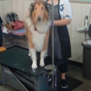 Sudzy Puppy Pet Grooming - Pet Grooming