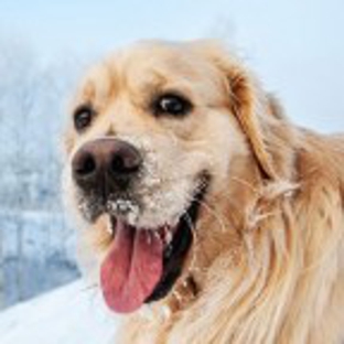 Troy Animal Hospital and Bird Clinic - Troy, OH