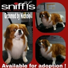 Sniffy's Dog Salon