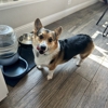 Fur Services Fur Pets gallery