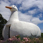 Big Duck