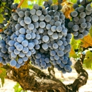 Bella Luna Estate Winery - Wineries