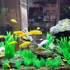 AQUARIUMS FOR LIFE! Aquarium Maintenance Service,  Formerly "That Fish Guy" gallery