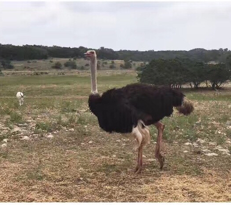 Natural Bridge Wildlife Ranch