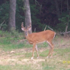 Timber Creek Taxidermy