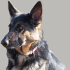 Greg Smith Canine Consulting gallery