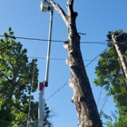 N & N Tree Service