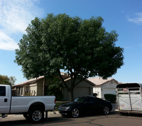 Beckwith Arboriculture LLC - Glendale, AZ