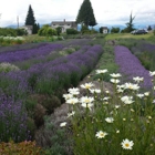 Hood River Lavender Farms