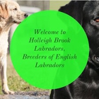 Holleigh Brook Labradors