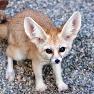 Sacramento Zoo - Sacramento, CA