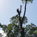 ArborCo Tree Service - Arborists