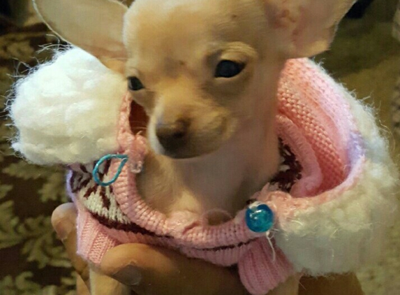 Geisert Animal Hospital Inc. - Stockton, CA. Our tea cup chihuahua