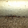 Terminator Termite and Pest Control gallery