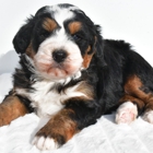 Ohiopuppypaws.com
