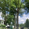 Sunbury Tree Care gallery