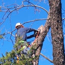 Total Tree & Lawn Care - Tree Service