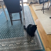 Pet Care Services gallery