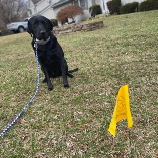 Dog Guard North Texas