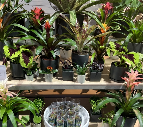 Evergreen Nursery Inc. - San Leandro, CA. Bromeliads